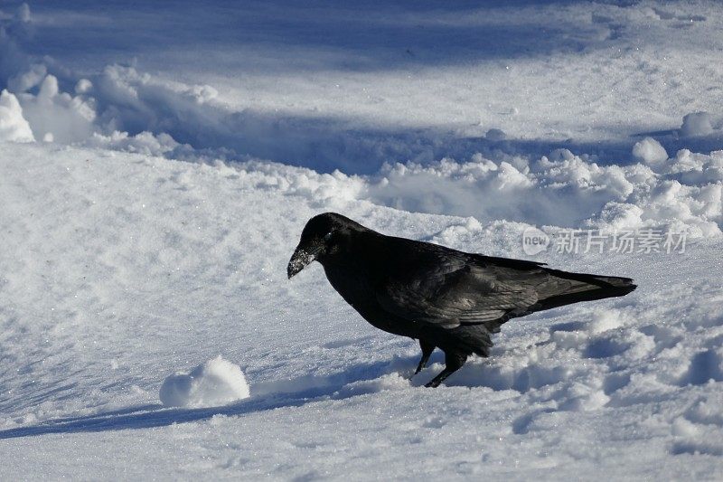 乌鸦在雪中觅食