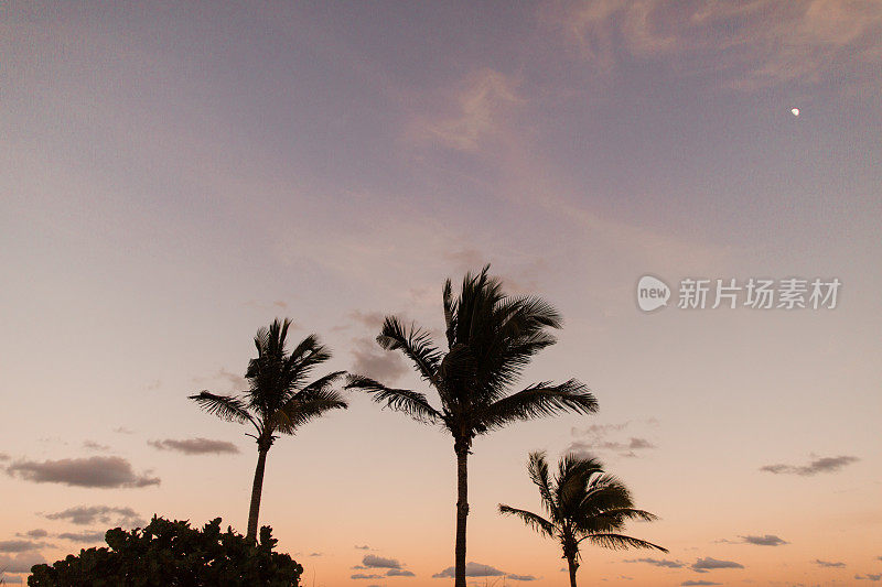 日落时棕榈滩上的棕榈树