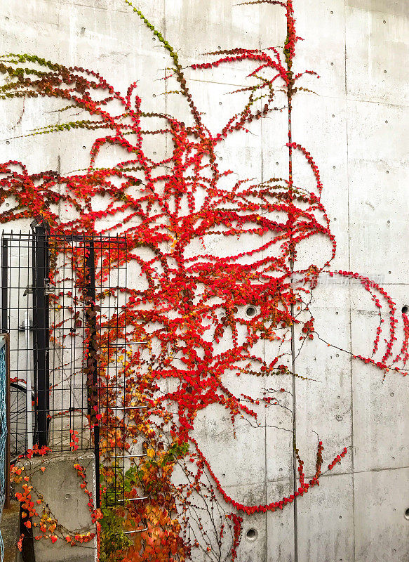 攀缘植物秋叶色，攀缘于混凝土挡土墙上