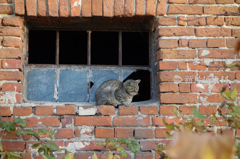 一只无家可归的猫在破窗户里