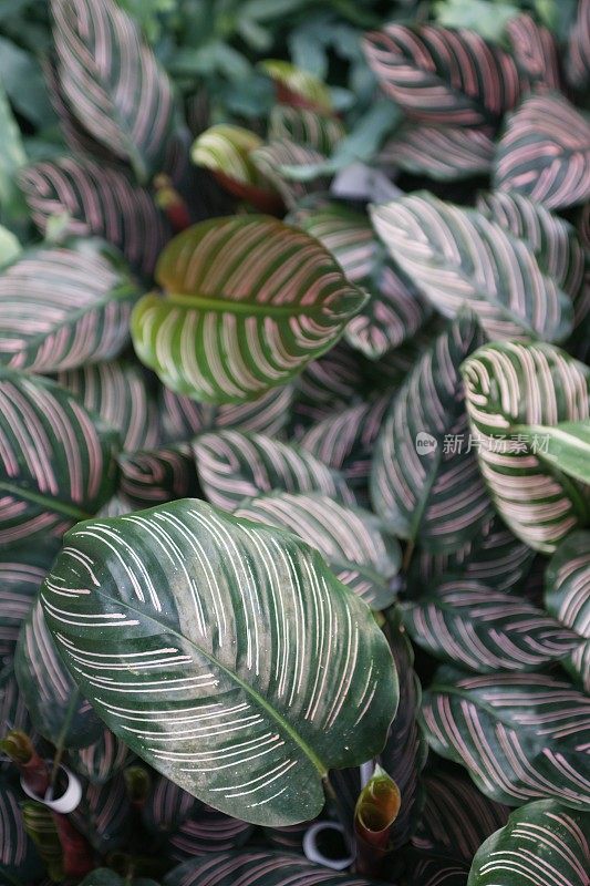 Calathea花式