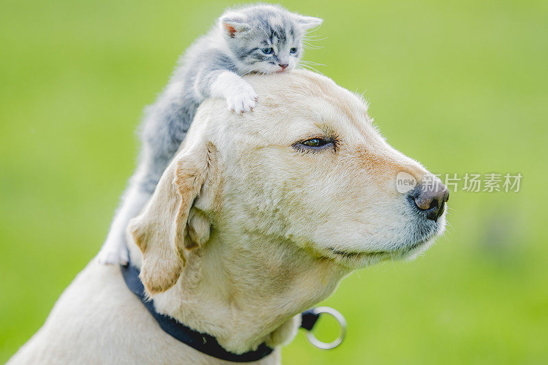 小猫在狗的头上