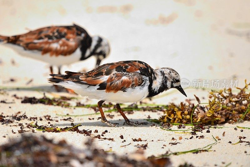 红Turnstones