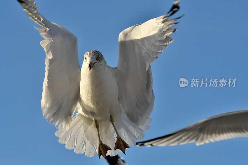 环嘴鸥