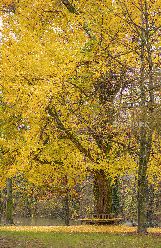 森林里的秋树