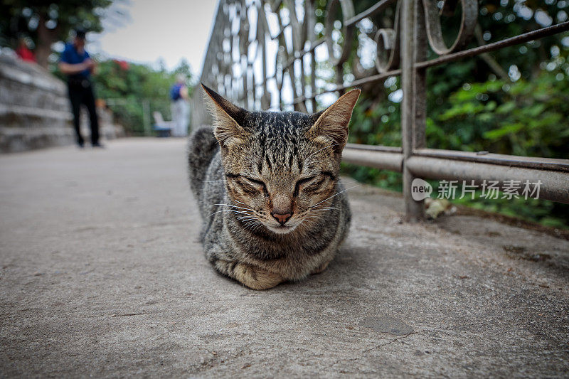 老挝的野猫