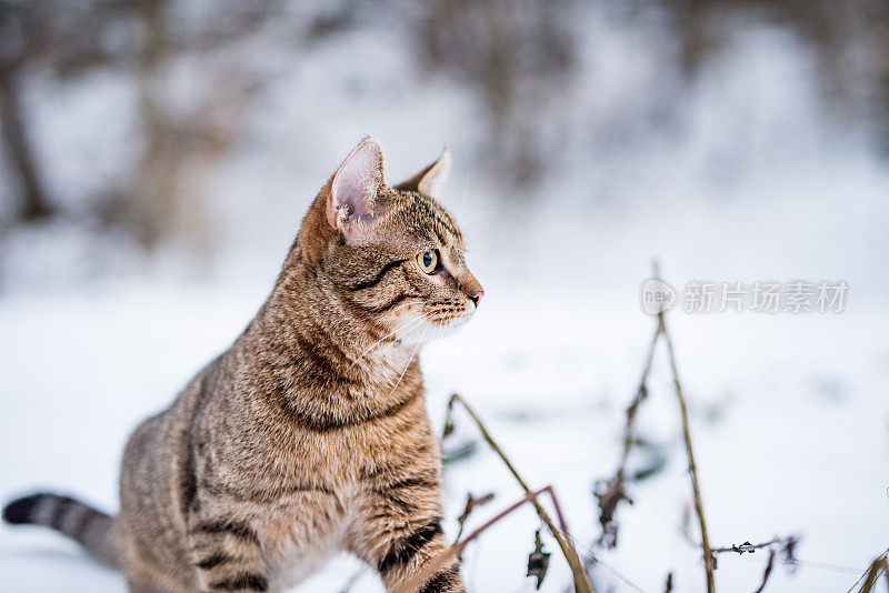 大自然中下雪天的小条纹猫。