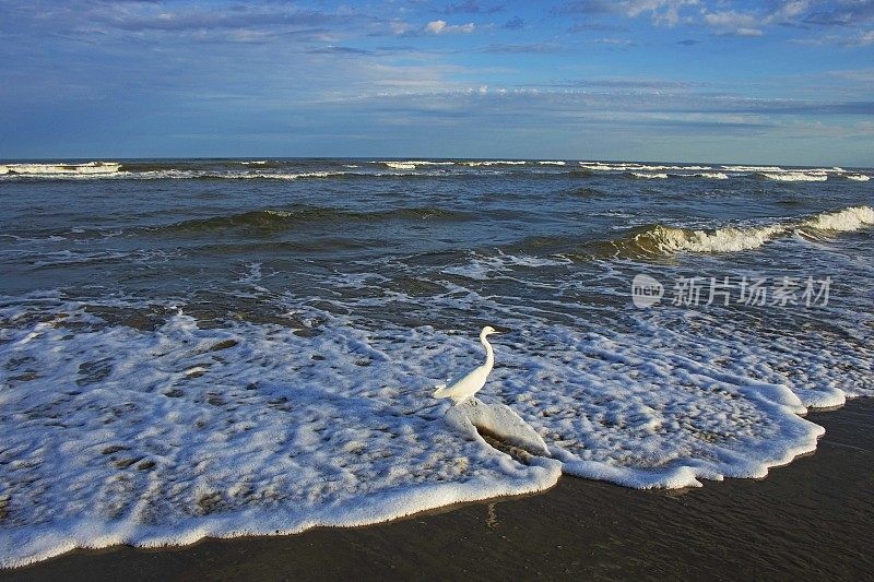 苍鹭海鸟站在海滩上与海浪在戏剧性的日出-南卡罗来纳，美国