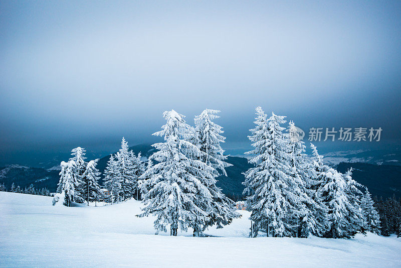 冷杉和松树上覆盖着厚厚的积雪