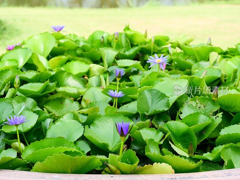 荷花在池塘里盛开