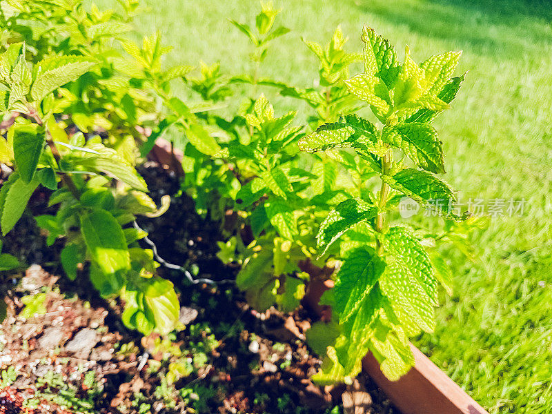 新鲜的薄荷植物生长