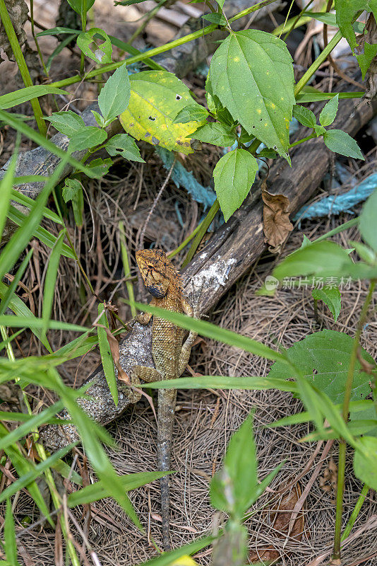 泰国蜥蜴在地上的矮树丛中