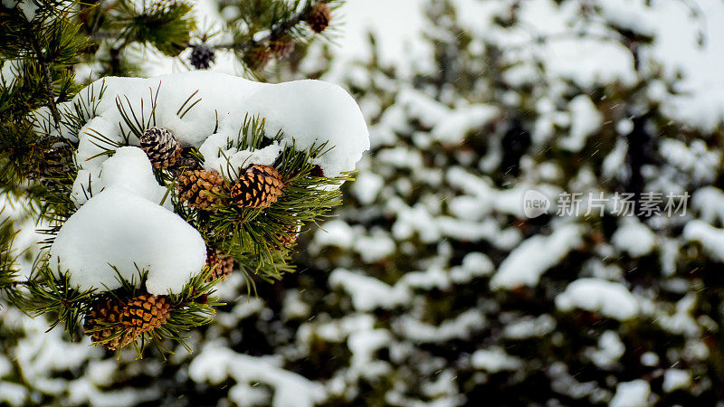 白雪皑皑的松果