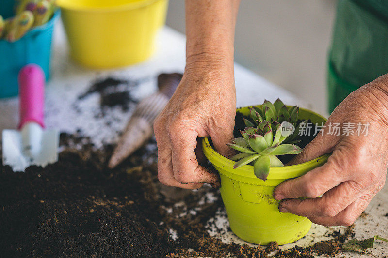 老妇人双手移植植物。