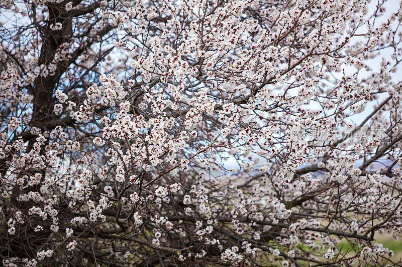 春天的杏树开花了