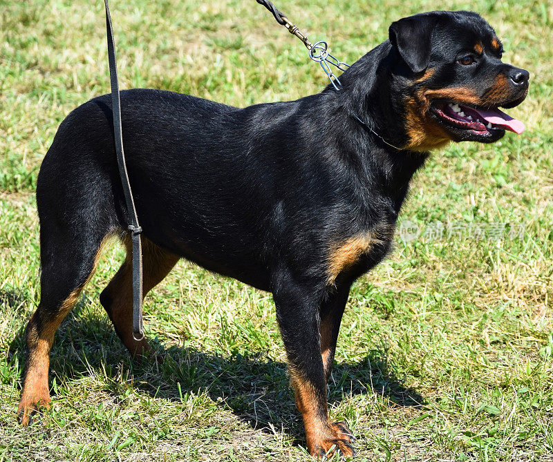 罗特韦勒犬站在户外