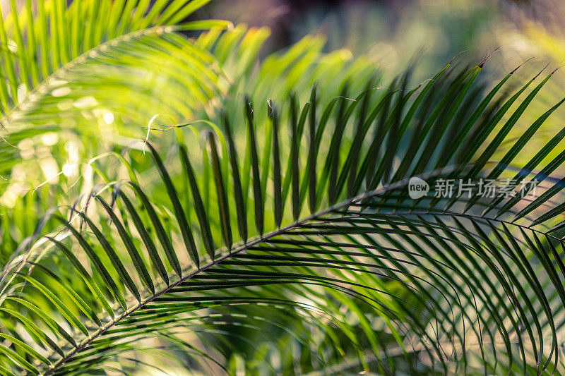 在哈瓦那拍摄的，简单的棕榈树叶子。