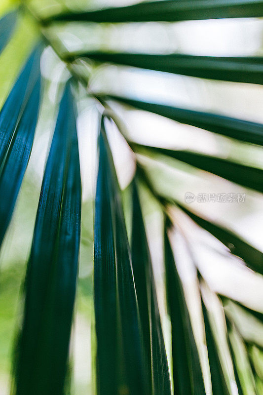 在哈瓦那拍摄的，简单的棕榈树叶子。