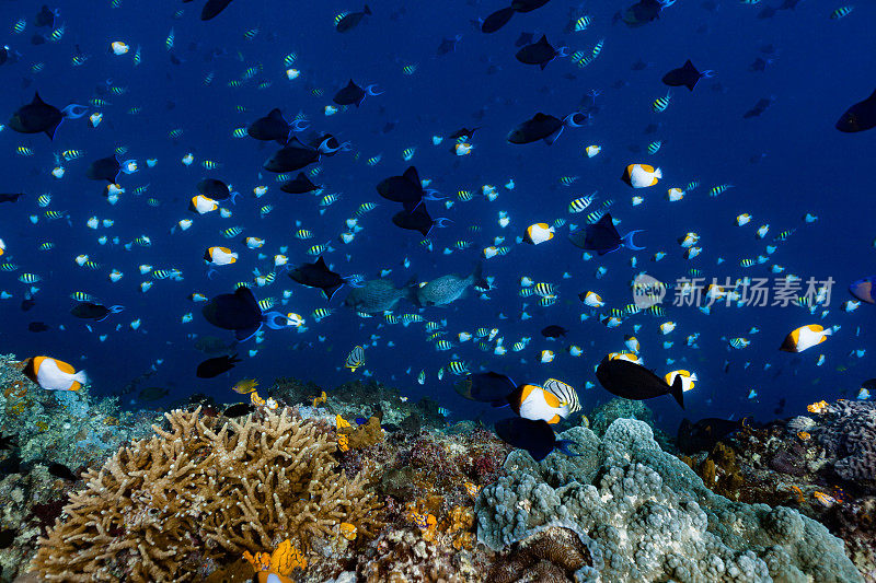 生物多样性的天堂，Bunaken海洋公园，北苏拉威西，印度尼西亚