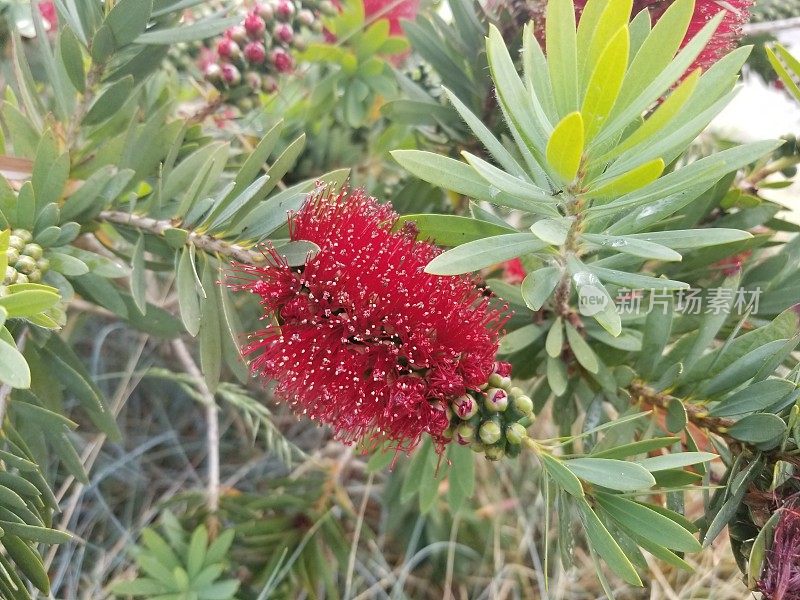 红色开花植物特写镜头