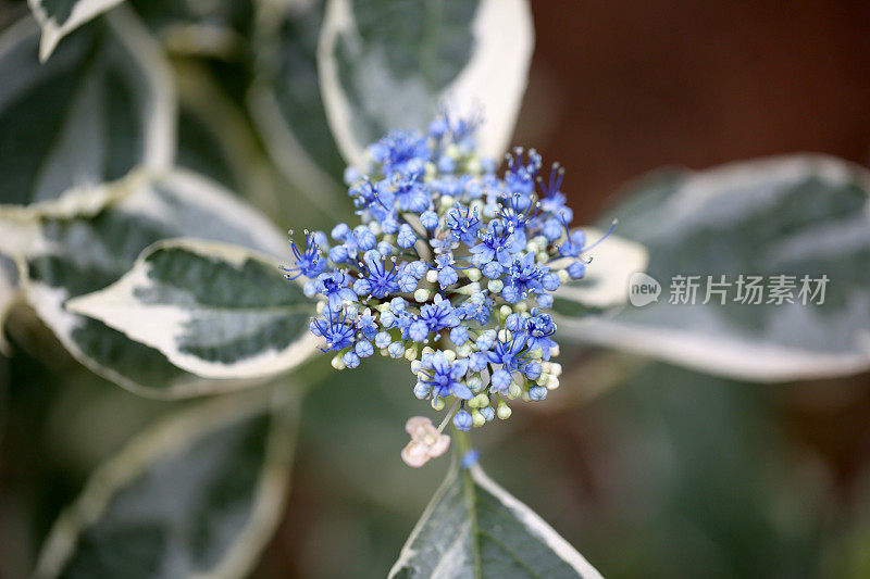 绣球花的植物