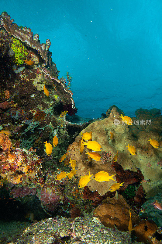 热带水族馆，热带水域海葵大近距离触须