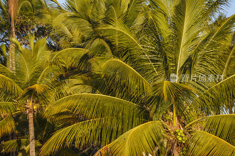 热带天堂放松，椰子树日落-巴伊亚，巴西东北部