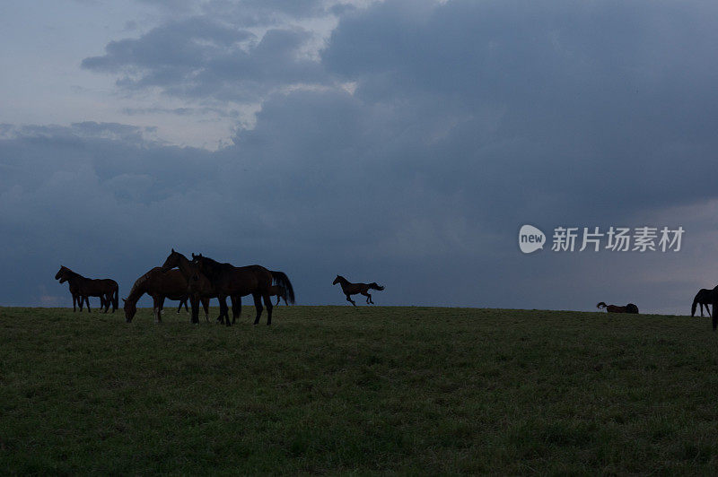 乡村日落与放牧的马