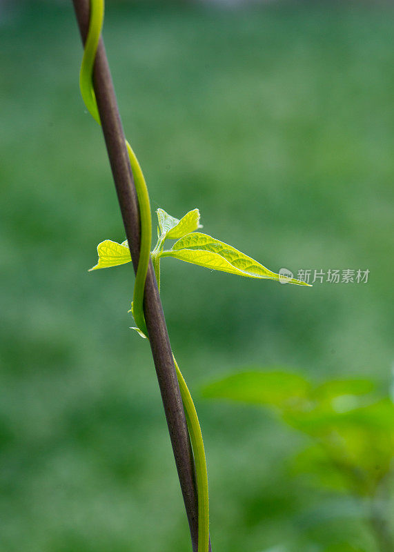 在加拿大安大略省的家庭菜园里，杆子豆蔓藤攀附在树枝上