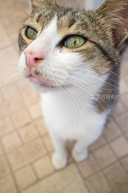 猫咪在咖啡馆索要食物特写。希腊罗德岛的林多斯村。