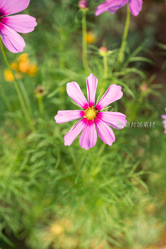 春天开花的金鸡菊