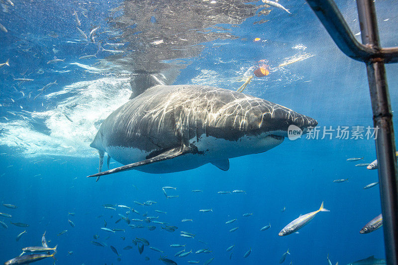 墨西哥瓜达卢佩，与大白鲨一起潜水