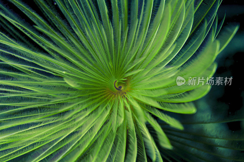 海洋生物螺旋管虫水下美