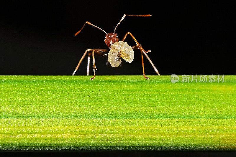 蚂蚁捕食昆虫为食。