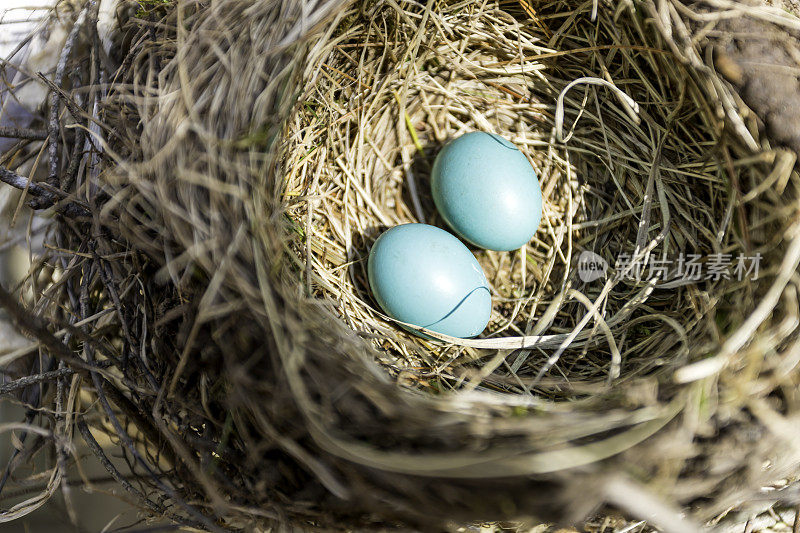 蓝绿色的废弃鸟蛋在他们的巢