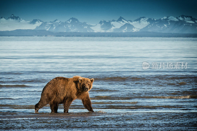 阿拉斯加棕熊在海滩上散步。