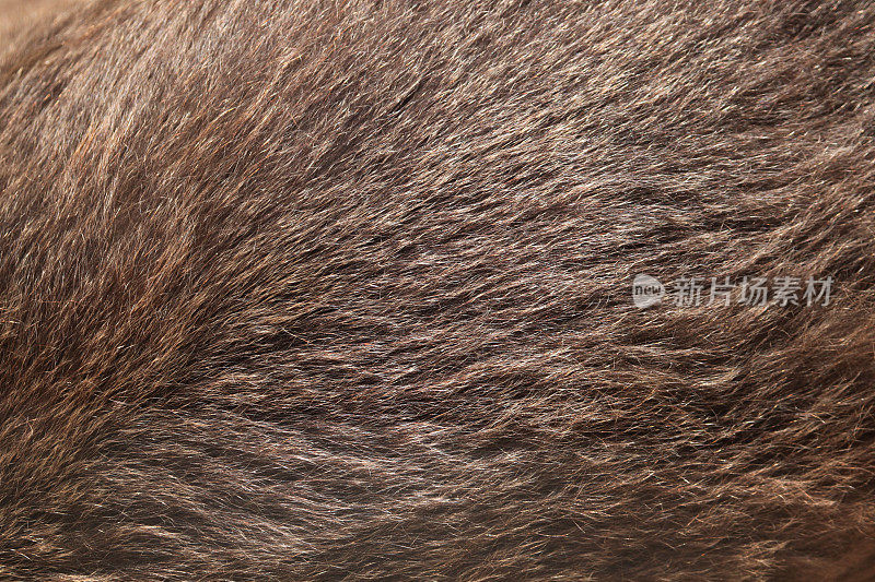 棕熊的皮毛纹理。