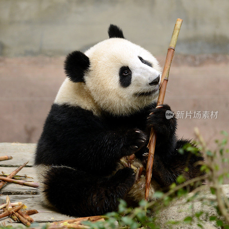 吃竹子的大熊猫幼崽成都，中国