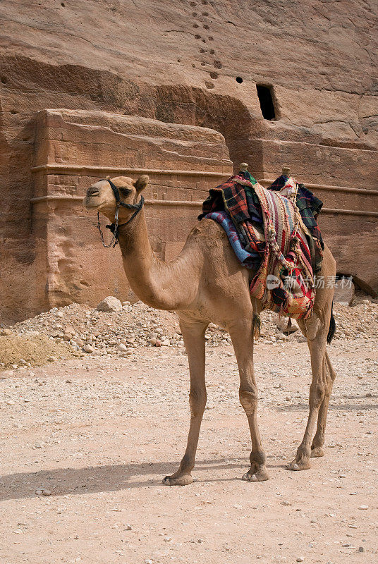 靠近约旦佩特拉的骆驼