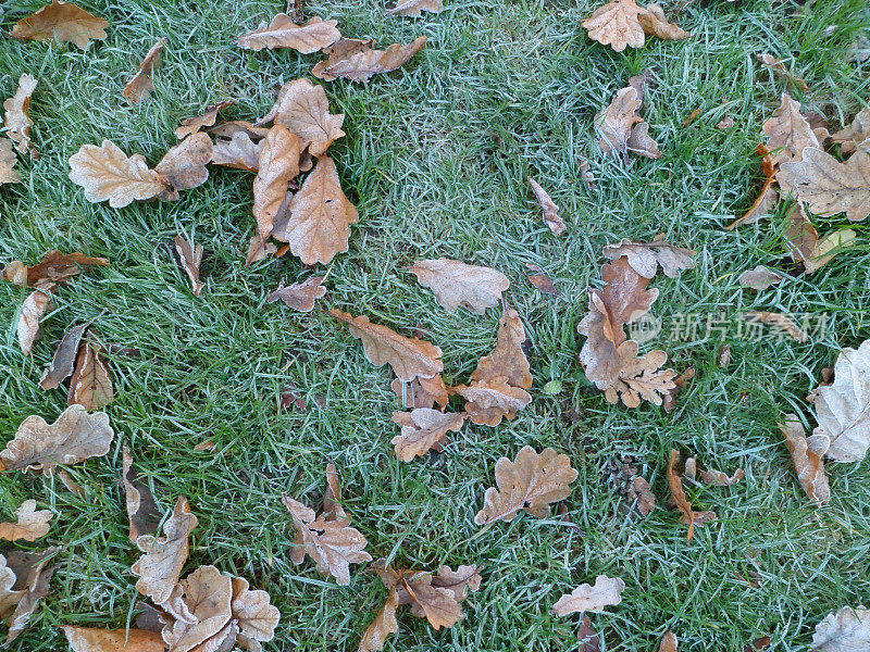 冰冷的早晨，布满橡树叶的霜冻草地