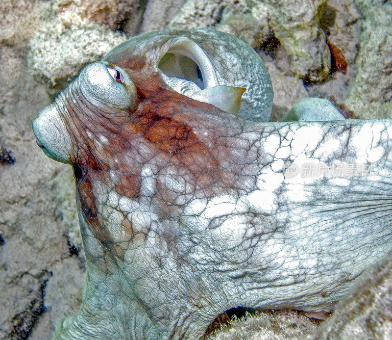 加勒比礁章鱼,章鱼briareus,章鱼