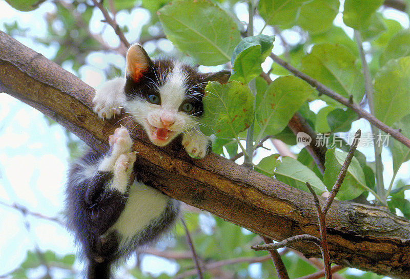 树枝上的欧洲黑白猫幼犬