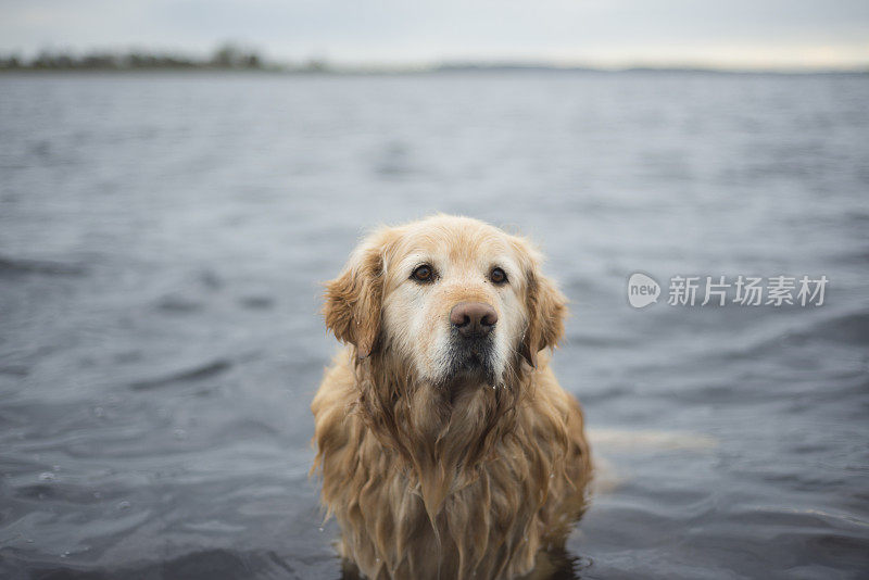 湖中的金毛寻回犬