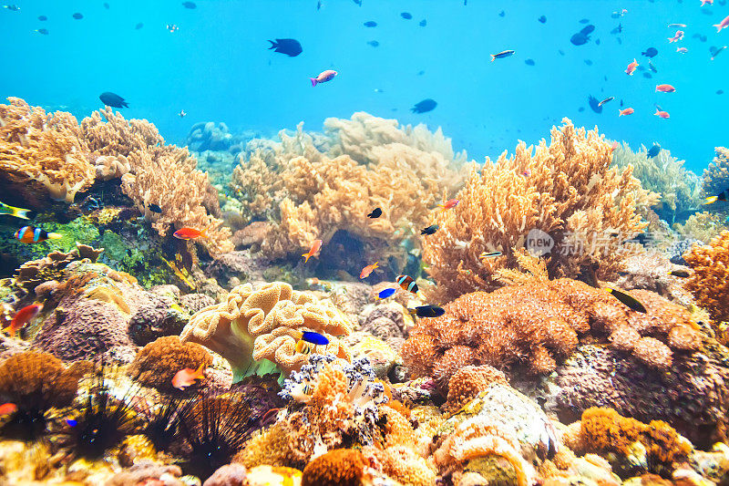 印度洋-太平洋的珊瑚礁和许多不同的鱼类