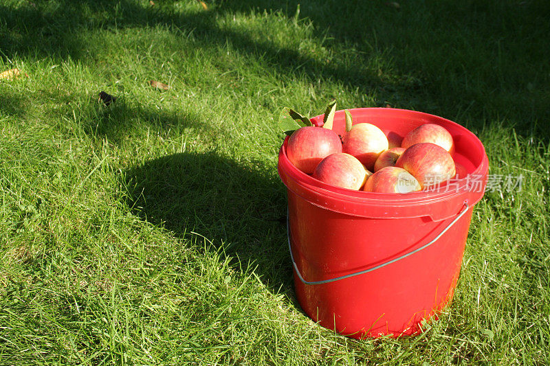 满桶苹果