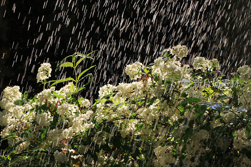 夏雨