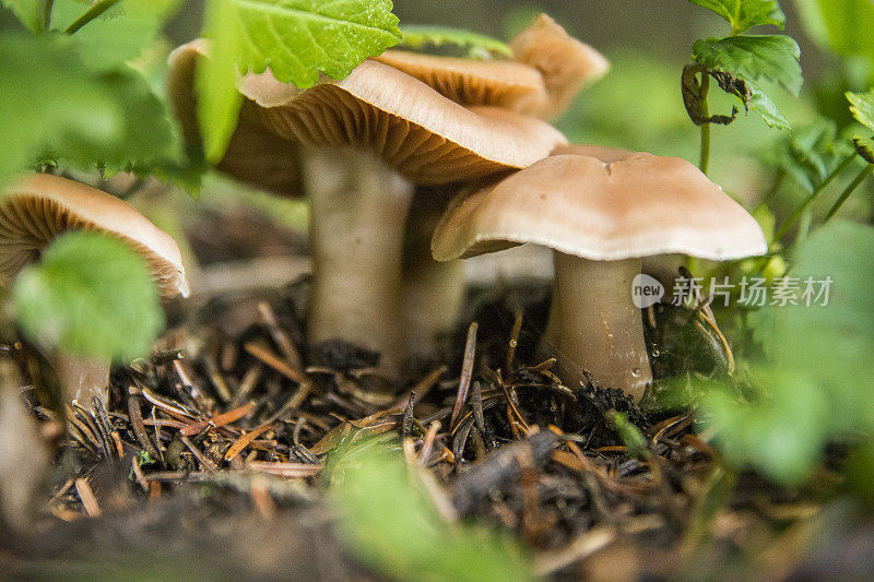 雨后可爱的蘑菇还呆在绿叶中间