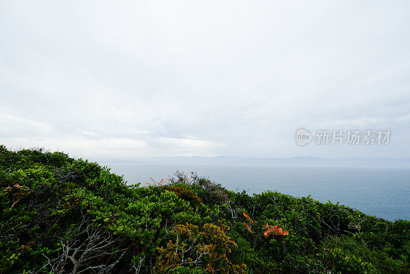 海岸上有雾的早晨