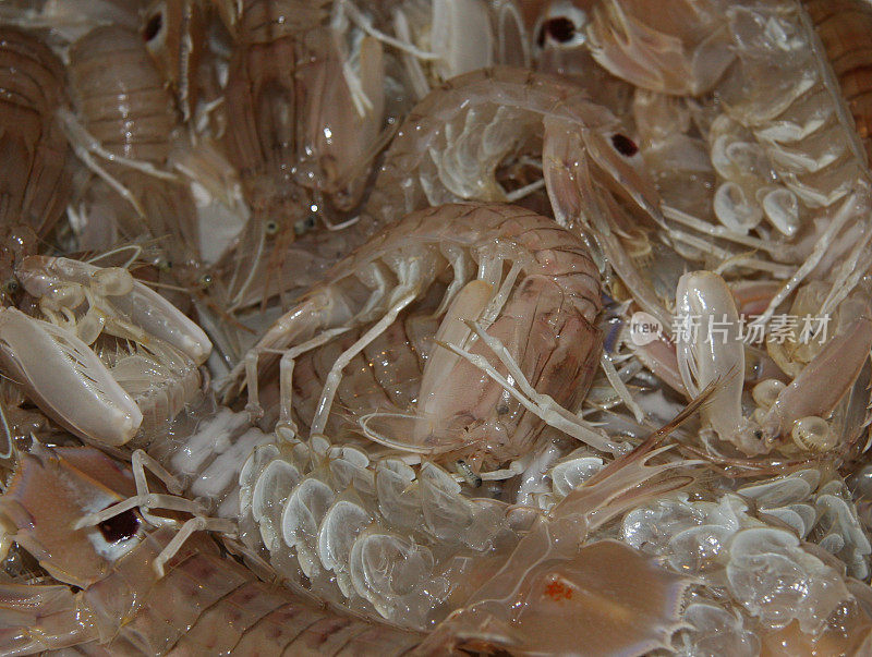 新鲜甲壳类动物，叫螳螂虾全架