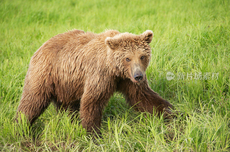 阿拉斯加棕熊在绿草中行走
